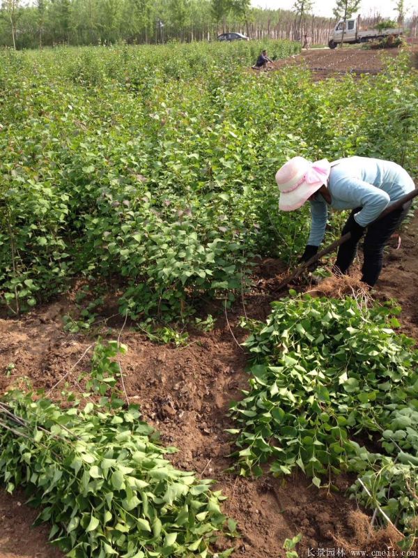 丁香圖片基地實(shí)拍 丁香圖片基地實(shí)拍