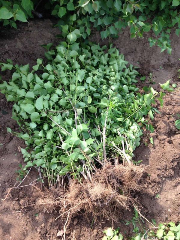 丁香圖片基地實(shí)拍 丁香圖片基地實(shí)拍