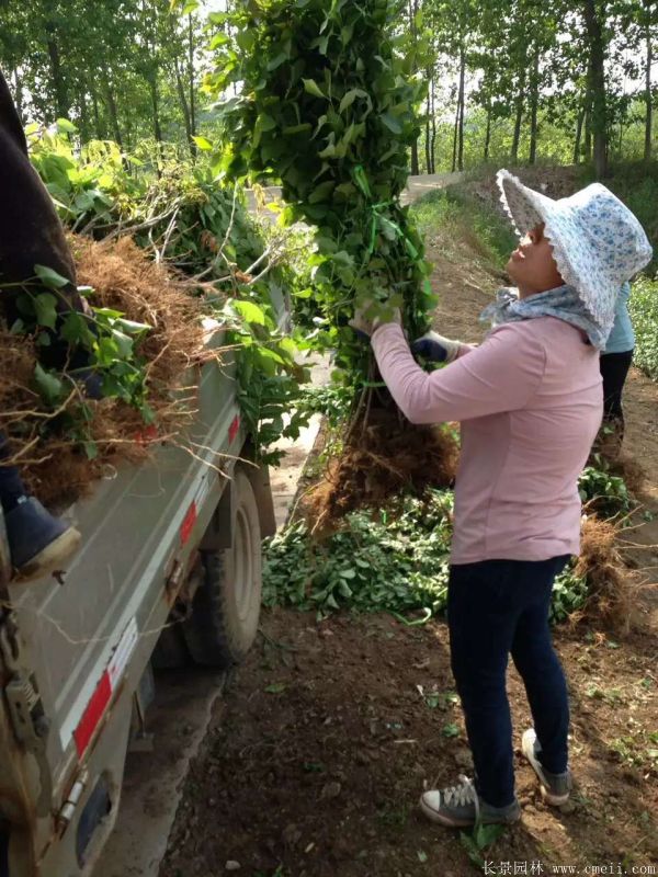丁香圖片基地實(shí)拍 丁香圖片基地實(shí)拍