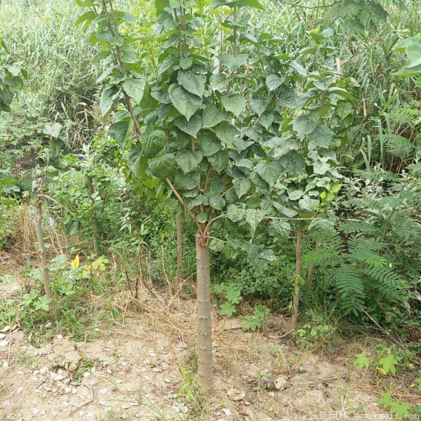 丁香圖片基地實(shí)拍 丁香圖片基地實(shí)拍