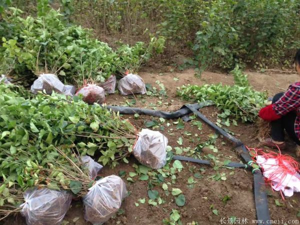 丁香圖片基地實(shí)拍 丁香圖片基地實(shí)拍