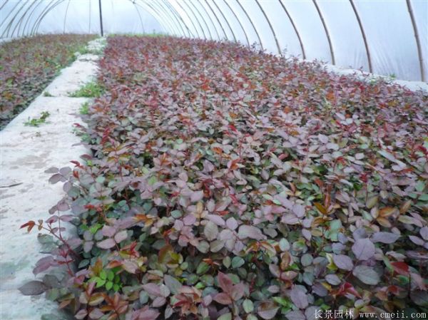 雜種香水月季圖片 雜種香水月季圖片