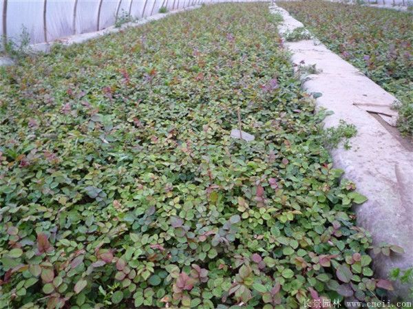 雜種香水月季圖片 雜種香水月季圖片