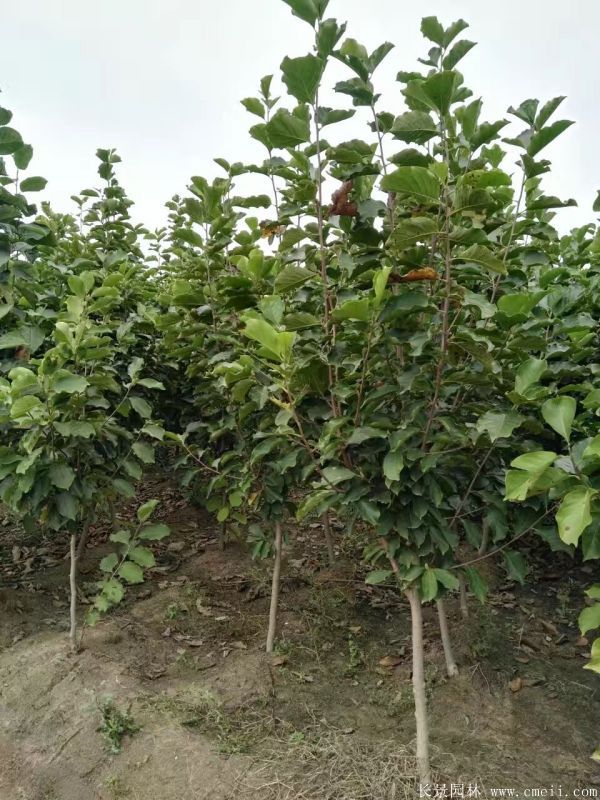 紫玉蘭小苗圖片基地實(shí)拍