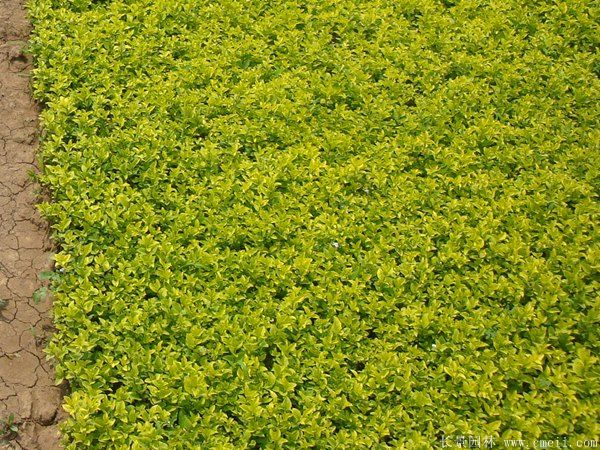 金葉女貞小苗 金葉女貞小苗