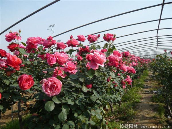 樹狀月季圖片基地實(shí)拍 樹狀月季圖片基地實(shí)拍