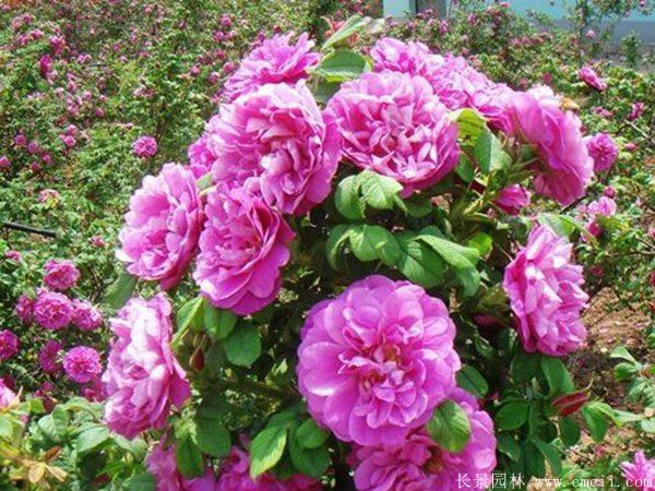 玫瑰花苗圖片基地實(shí)拍 玫瑰花苗圖片基地實(shí)拍