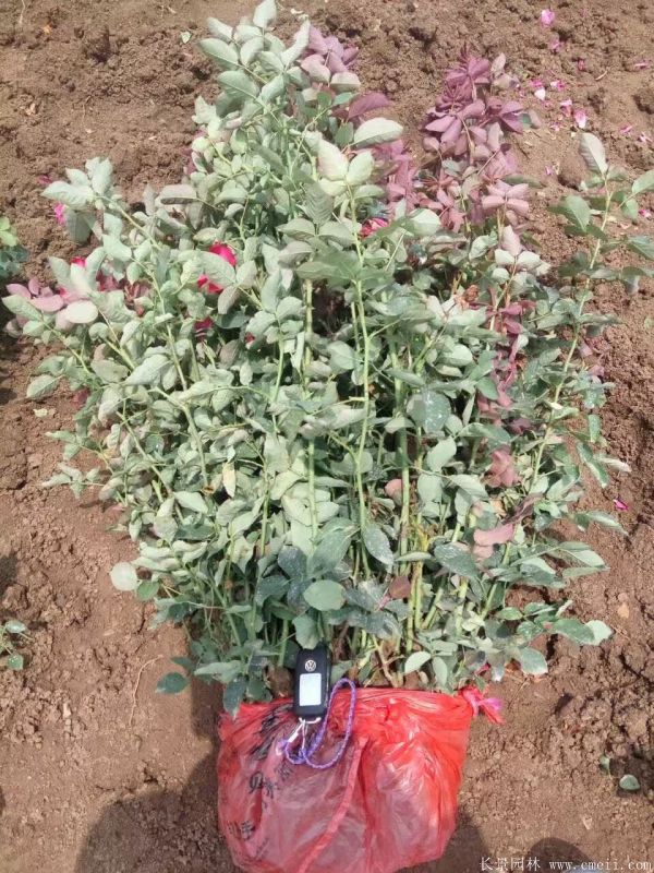 豐花月季圖片基地實(shí)拍 豐花月季圖片基地實(shí)拍