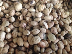 一斤櫻花種子能出多少棵苗？