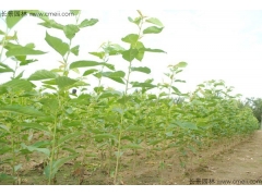 櫻花苗價格哪家比較低？