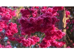 日本櫻花一共有多少個種類？