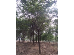 2017年櫸樹(shù)行情及價(jià)格，關(guān)注全國(guó)較大的櫸樹(shù)產(chǎn)區(qū)