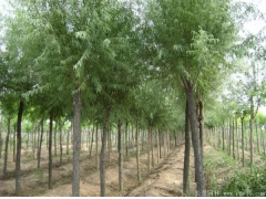 柳樹(shù)價(jià)格這家最實(shí)惠了！