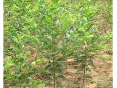 咨詢櫻花樹苗價格，先來比較大的櫻花種植區(qū)考