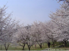 櫻花樹苗8_10公分價格近日來有所上漲，入手要快