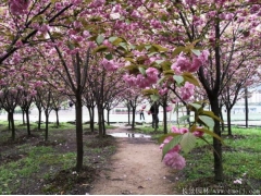 櫻花樹苗8_10公分超低價，海量現(xiàn)貨，苗圃直銷