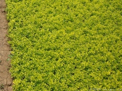 30-40公分高度的金葉女貞苗多少錢一株？