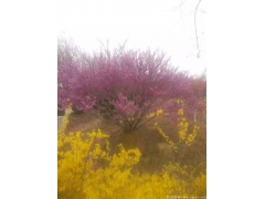 哪里的叢生紫荊價格比較便宜，多少錢一棵？