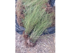 棣棠球價格是怎么計算的，多少錢一棵？