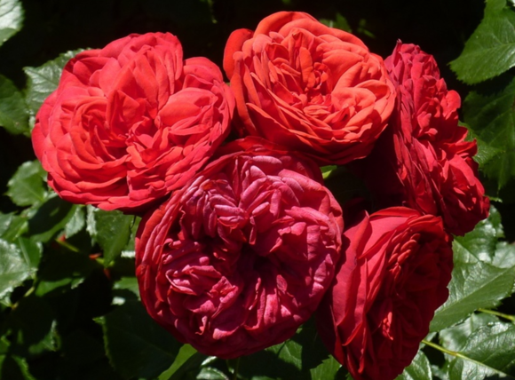 鋼琴、鋼琴系列