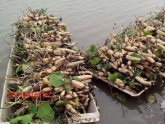 湖北哪里有賣(mài)水生荷花種植的？