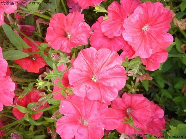 牽?；ǚN子發(fā)芽出苗開花圖片