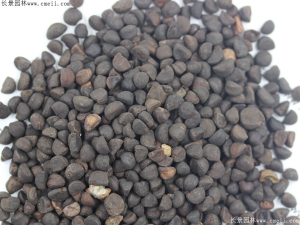 牽?；ǚN子圖片