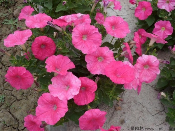 牽?；ǚN子發(fā)芽出苗開花圖片