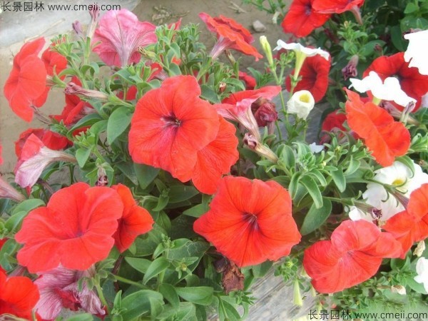 牽?；ǚN子發(fā)芽出苗開花圖片