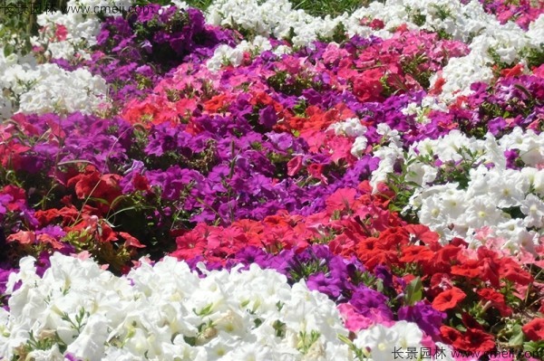 牽?；ǚN子發(fā)芽出苗開花圖片