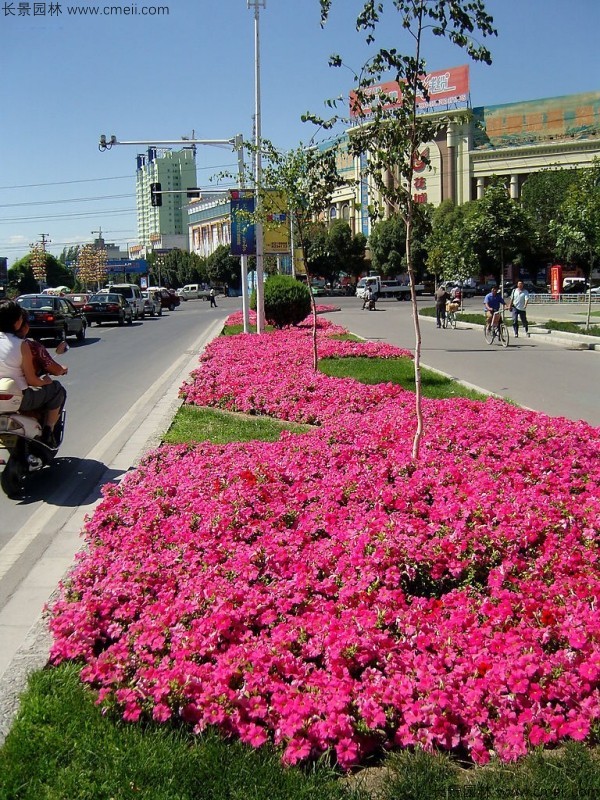 牽?；ǚN子發(fā)芽出苗開花圖片