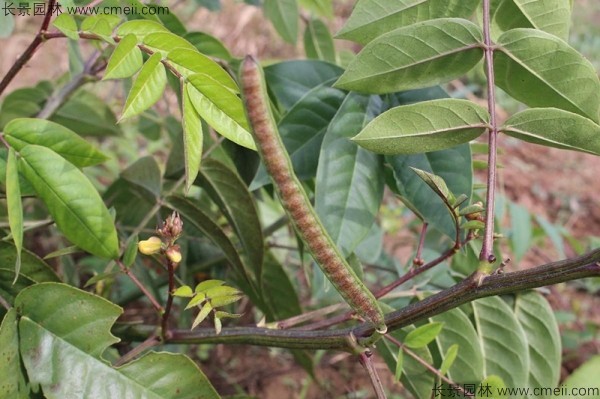 蛇滅門(mén)種子開(kāi)花發(fā)芽出苗圖片