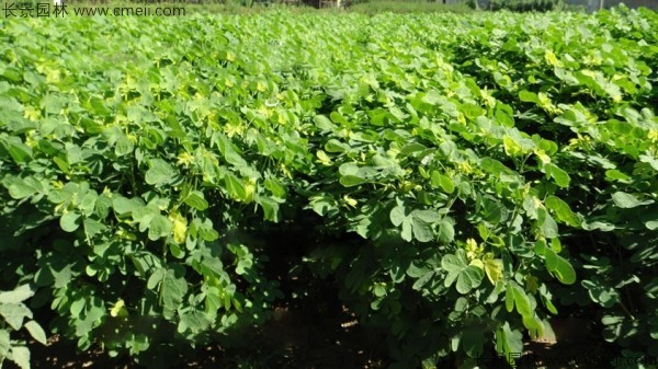 決明子種子發(fā)芽出苗圖片