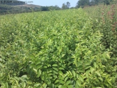 6月可以播種櫸樹(shù)嗎？