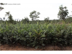 4月可以播種櫸樹(shù)嗎？