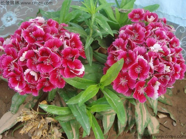 美國石竹 美國石竹