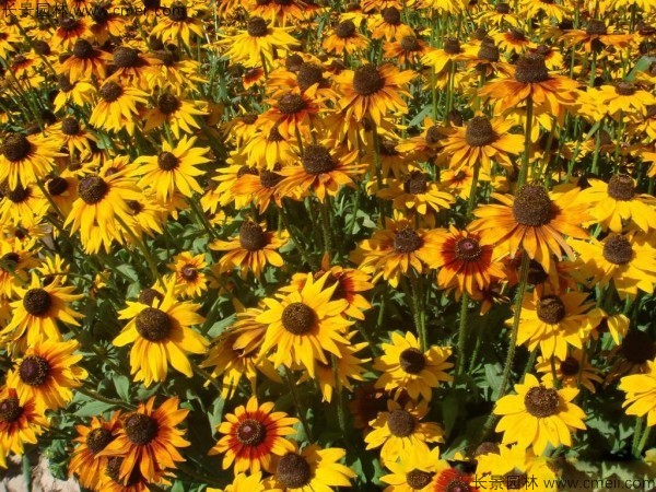 黑心菊種子發(fā)芽出苗開(kāi)花圖片 黑心菊種子發(fā)芽出苗開(kāi)花圖片