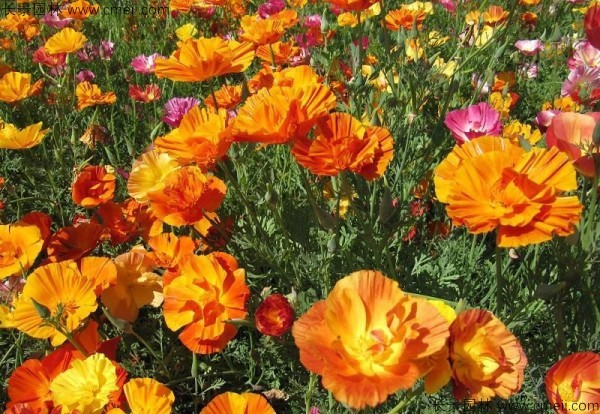 花菱草種子發(fā)芽出苗開(kāi)花圖片 花菱草種子發(fā)芽出苗開(kāi)花圖片