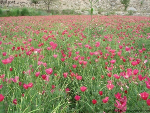 花菱草種子發(fā)芽出苗開花圖片