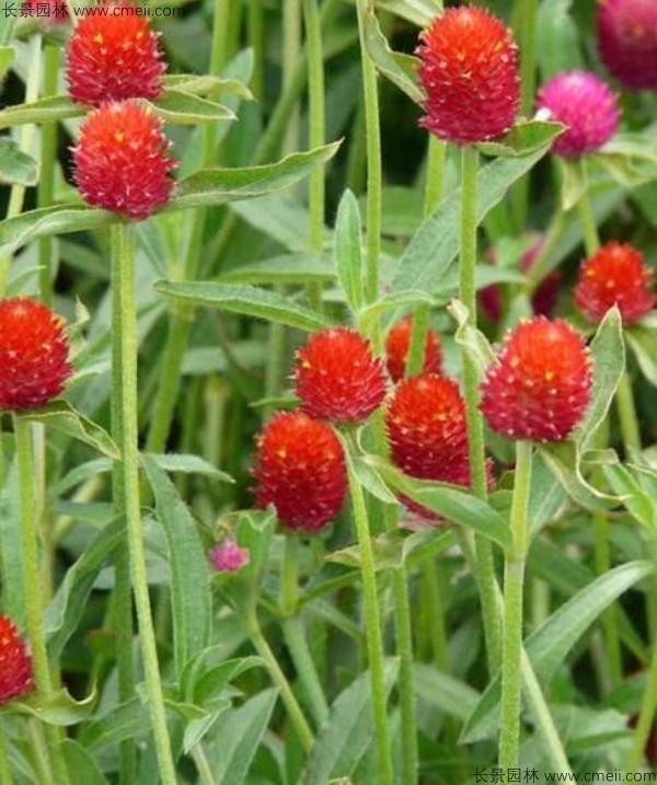 千日紅種子發(fā)芽出苗開花圖片