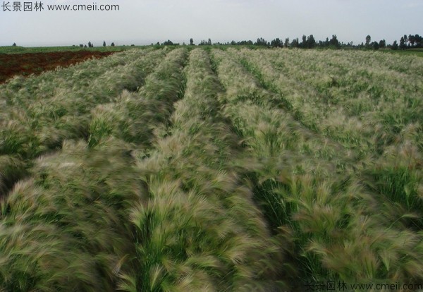 狗尾草種子發(fā)芽出苗圖片