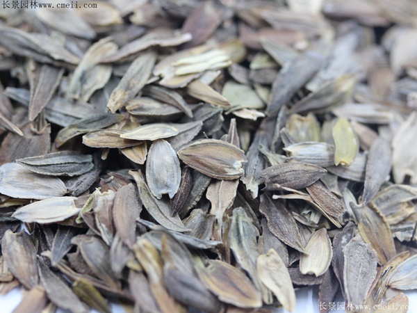 百日草種子圖片