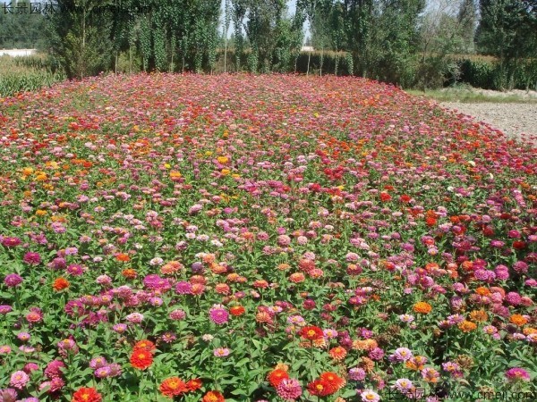 百日草種子發(fā)芽出苗開(kāi)花圖片