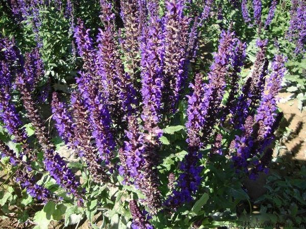 美國薄荷種子發(fā)芽出苗開花圖片