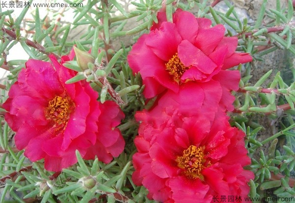 松葉牡丹種子發(fā)芽出苗開花圖片 松葉牡丹種子發(fā)芽出苗開花圖片