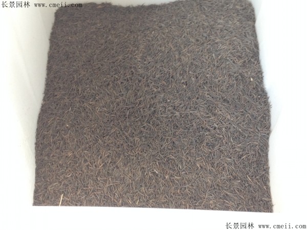 格?；ǚN子圖片