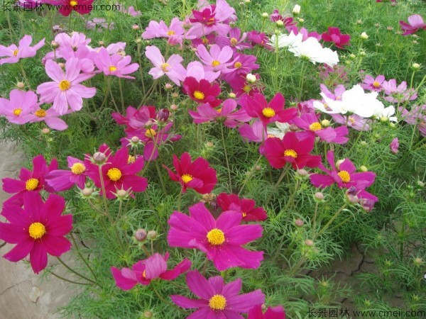 格?；ǚN子發(fā)芽出苗開花圖片