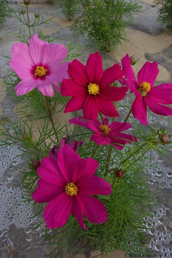 格?；ǚN子發(fā)芽出苗開花圖片