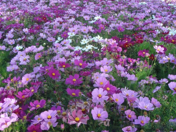 格?；ǚN子發(fā)芽出苗開花圖片