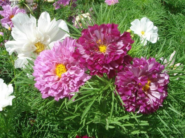 格?；ǚN子發(fā)芽出苗開花圖片